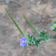 Erodium crinitum at Yarralumla, ACT - 18 Jan 2022