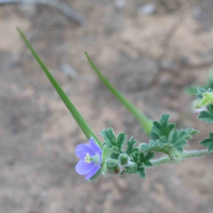 Erodium crinitum at Yarralumla, ACT - 18 Jan 2022