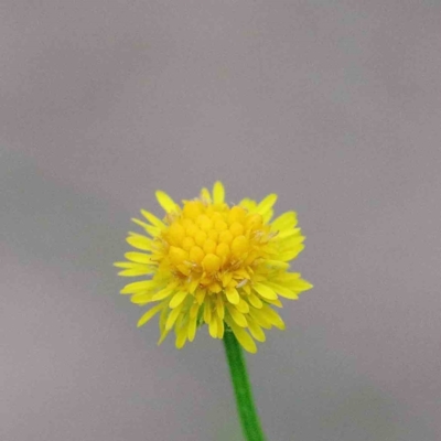 Calotis lappulacea (Yellow Burr Daisy) at Blue Gum Point to Attunga Bay - 17 Jan 2022 by ConBoekel