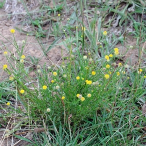 Calotis lappulacea at Yarralumla, ACT - 18 Jan 2022 10:17 AM