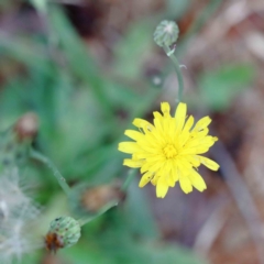 Hypochaeris radicata (Cat's Ear, Flatweed) at Lake Burley Griffin West - 17 Jan 2022 by ConBoekel