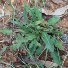 Hypochaeris radicata at Blue Gum Point to Attunga Bay - 18 Jan 2022