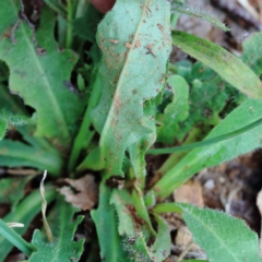 Hypochaeris radicata at Blue Gum Point to Attunga Bay - 18 Jan 2022 09:28 AM