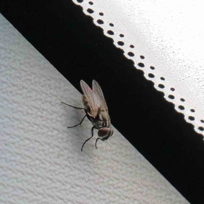 Muscidae (family) at Yarralumla, ACT - 18 Jan 2022 by ConBoekel