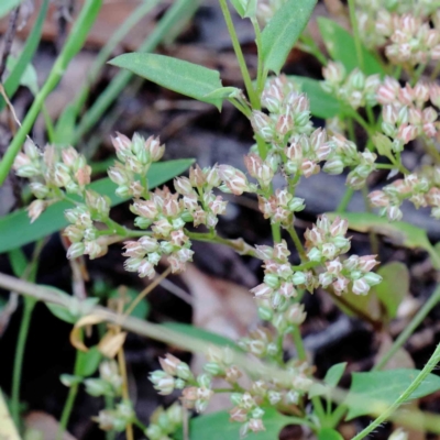 Polycarpon tetraphyllum (Four-leaf Allseed) at Yarralumla, ACT - 17 Jan 2022 by ConBoekel