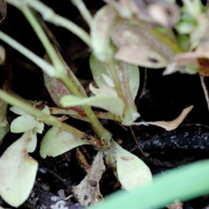 Polycarpon tetraphyllum at Yarralumla, ACT - 18 Jan 2022