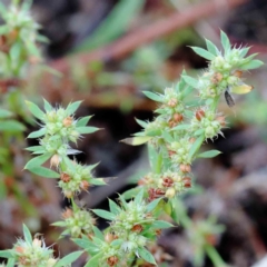 Paronychia brasiliana (Brazilian Whitlow) at Blue Gum Point to Attunga Bay - 17 Jan 2022 by ConBoekel