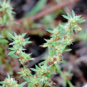 Paronychia brasiliana at Yarralumla, ACT - 18 Jan 2022