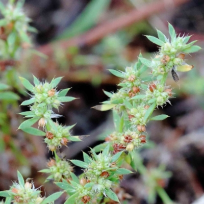 Paronychia brasiliana (Brazilian Whitlow) at Yarralumla, ACT - 18 Jan 2022 by ConBoekel