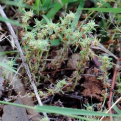 Paronychia brasiliana at Yarralumla, ACT - 18 Jan 2022 09:44 AM