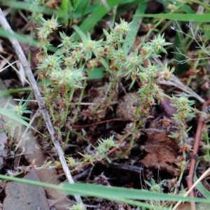 Paronychia brasiliana at Yarralumla, ACT - 18 Jan 2022