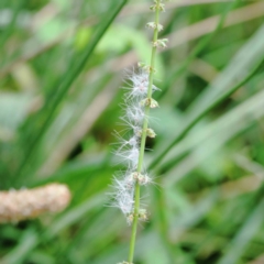 Rumex brownii (Slender Dock) at Lake Burley Griffin West - 18 Jan 2022 by ConBoekel