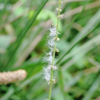 Rumex brownii (Slender Dock) at Yarralumla, ACT - 17 Jan 2022 by ConBoekel