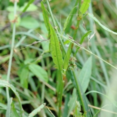 Rumex brownii at Yarralumla, ACT - 18 Jan 2022