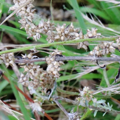 Gamochaeta sp. (Cudweed) at Lake Burley Griffin West - 17 Jan 2022 by ConBoekel