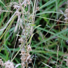 Gamochaeta sp. at Yarralumla, ACT - 18 Jan 2022 10:04 AM