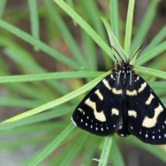 Phalaenoides tristifica (Willow-herb Day-moth) at Booth, ACT - 21 Jan 2022 by DonFletcher