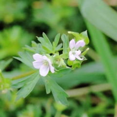 Geranium sp. (Geranium) at Blue Gum Point to Attunga Bay - 17 Jan 2022 by ConBoekel