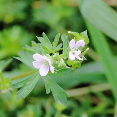 Geranium sp. (Geranium) at Yarralumla, ACT - 17 Jan 2022 by ConBoekel