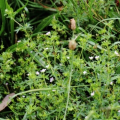 Geranium sp. at Yarralumla, ACT - 18 Jan 2022