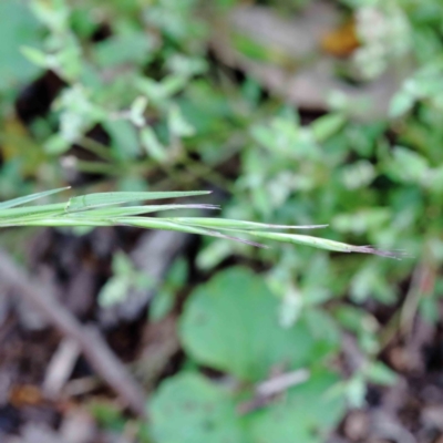 Rytidosperma sp. (Wallaby Grass) at Blue Gum Point to Attunga Bay - 17 Jan 2022 by ConBoekel