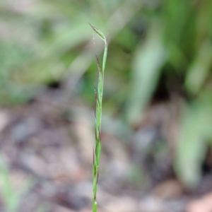 Rytidosperma sp. at Yarralumla, ACT - 18 Jan 2022