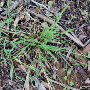 Rytidosperma sp. at Yarralumla, ACT - 18 Jan 2022