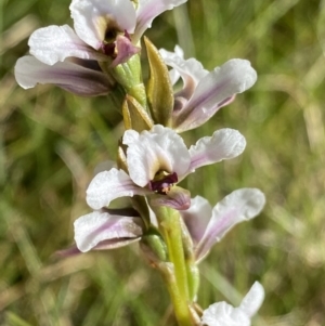 Paraprasophyllum alpestre at Kosciuszko National Park, NSW - 21 Jan 2022