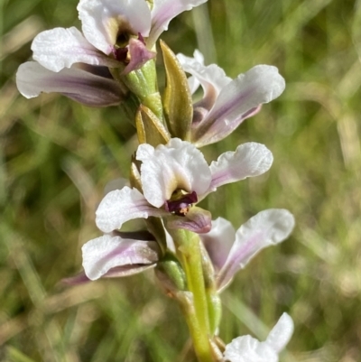 Prasophyllum alpestre (Mauve leek orchid) at Kosciuszko National Park, NSW - 20 Jan 2022 by Ned_Johnston
