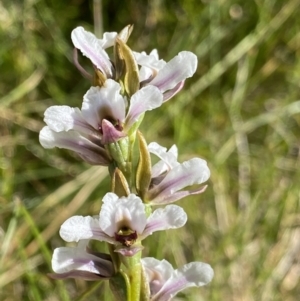 Paraprasophyllum alpestre at Kosciuszko National Park, NSW - 21 Jan 2022