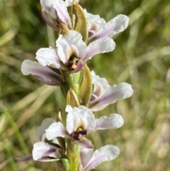 Paraprasophyllum alpestre at Kosciuszko National Park, NSW - 21 Jan 2022