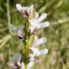 Paraprasophyllum alpestre at Kosciuszko National Park, NSW - 21 Jan 2022