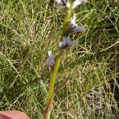 Paraprasophyllum alpestre at Kosciuszko National Park, NSW - 21 Jan 2022