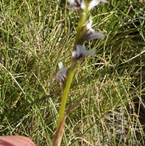 Paraprasophyllum alpestre at Kosciuszko National Park, NSW - 21 Jan 2022