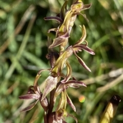 Prasophyllum tadgellianum (Tadgell's leek orchid) at Kosciuszko National Park - 20 Jan 2022 by Ned_Johnston