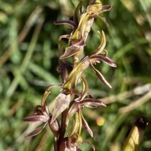 Prasophyllum tadgellianum (TBC) at suppressed by Ned_Johnston