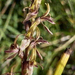 Prasophyllum tadgellianum at Kosciuszko National Park, NSW - 21 Jan 2022