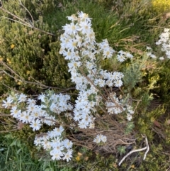 Olearia phlogopappa subsp. serrata at Charlotte Pass - Kosciuszko NP - 20 Jan 2022 by Ned_Johnston