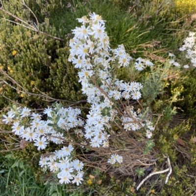 Olearia phlogopappa subsp. serrata at Charlotte Pass - Kosciuszko NP - 20 Jan 2022 by Ned_Johnston