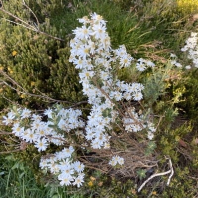 Olearia phlogopappa subsp. serrata at Kosciuszko National Park - 20 Jan 2022 by Ned_Johnston