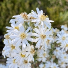 Olearia phlogopappa subsp. serrata at Kosciuszko National Park, NSW - 21 Jan 2022