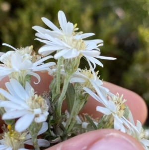 Olearia phlogopappa subsp. serrata at Kosciuszko National Park, NSW - 21 Jan 2022