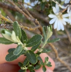 Olearia phlogopappa subsp. serrata at Kosciuszko National Park, NSW - 21 Jan 2022