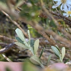 Olearia phlogopappa subsp. serrata at Kosciuszko National Park, NSW - 21 Jan 2022