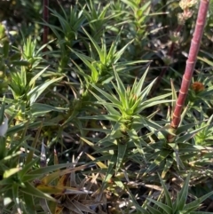 Dracophyllum continentis (Candle Heath) at Kosciuszko National Park, NSW - 21 Jan 2022 by NedJohnston