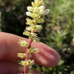 Dracophyllum continentis at Kosciuszko National Park, NSW - 21 Jan 2022