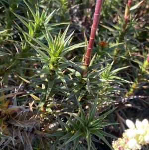 Dracophyllum continentis at Kosciuszko National Park, NSW - 21 Jan 2022 08:53 AM