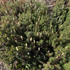 Dracophyllum continentis at Kosciuszko National Park, NSW - 21 Jan 2022 08:53 AM