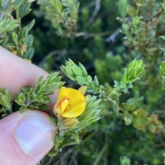 Oxylobium ellipticum (Common Shaggy Pea) at Kosciuszko National Park - 20 Jan 2022 by Ned_Johnston