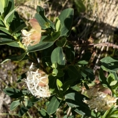 Pimelea ligustrina subsp. ciliata at Kosciuszko National Park, NSW - 21 Jan 2022